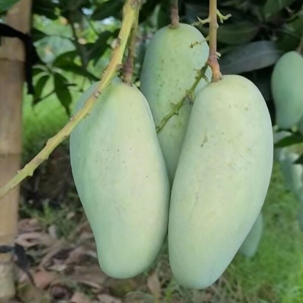 ব্যানানা ম্যাংগো