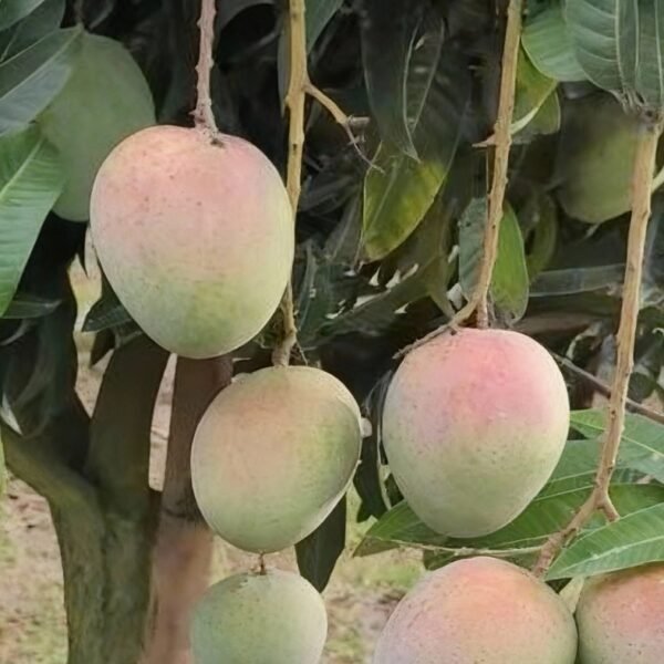 গৌড়মতি