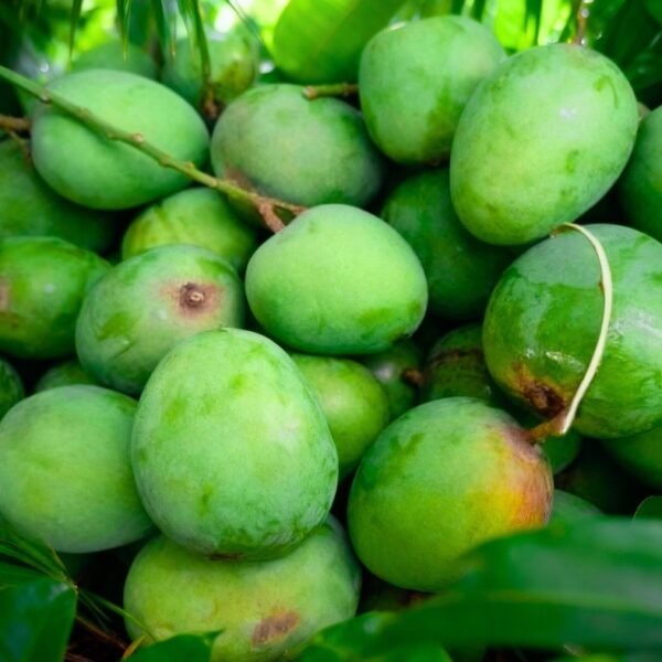 আশ্বিনা আম