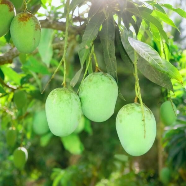 ল্যাংড়া আম